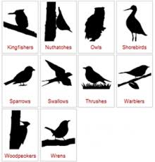 Names Of Birds With Their Nests Silhouettes 2 Birds For Kids Identifying Birds Animal Activities For Kids