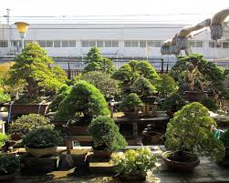 The best of european bonsai pots, tom benda, raimondi, peter krebs, bryan albright, tomas gramming, sabine besnard, bonsai ceramics, containers Bonsai Gartengestaltung Bonsai Empire