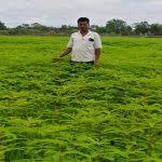 ढैंचा की खेती से बढ़ रही मिट्टी की उर्वरता, घट रही रासायनिक उर्वरकों पर  निर्भरता - Prime TV India