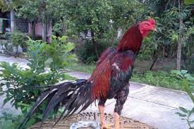 Bentuk dan model kaki ayam petarung pukul saraf/ko : Ciri Ciri Ayam Aduan Pukul Mati Tips Memilih Ayam Bangkok Kuat Menang