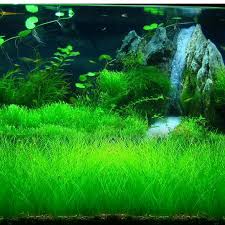 7 Styles Aquarium Plants Aquatic Water Grass 20g Seeds Cow Hair Love Lucky Seeds Fish Tank Plants Decoration Land Fish Tank Plants Planted Aquarium Water Grass