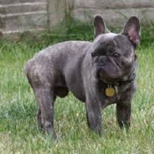 Find french bulldog dogs and puppies for sale in the uk near me. French Bulldog Dogs For Adoption