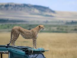 Auf einer safari in tansania tauchen sie tief ein ins afrikanische wildlife, gehen auf tuchfühlung mit der savanne, erobern den regenwald und erleben eine herrlich tropische küstenlandschaft. Sansibar Inselaufenthalt Und Tansania Safari Chrisway Travel Ag