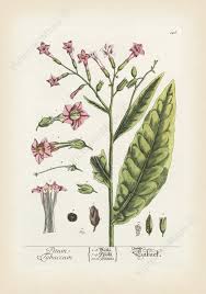 Image result for Nicotiana tabacum