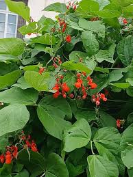 Image result for Phaseolus