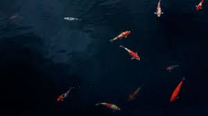 Ada banyak akun jual koi disini | duta koi part 2. Arti Mimpi Melihat Ikan Tidak Selalu Berhubungan Dengan Kekayaan Loh