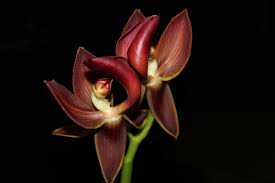 Image result for Eulophia rolfeana