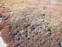 Image result for Halosarcia indica