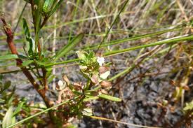 Image result for Bacopa floribunda