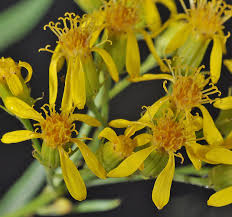 Image result for Senecio serratuloides