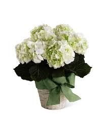 Celebrate a special occasion with beautiful hydrangea plants and bouquets for delivery! The Ftd White Hydrangea Planter In Plattsburg Mo Plattsburg Floral Gift