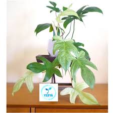 Maybe you would like to learn more about one of these? Tanaman Hias Philodendron Merpati Florida Ghost Shopee Indonesia