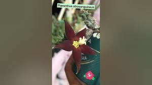 Image result for Piaranthus atrosanguineus