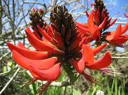 Image result for Erythrina falcata