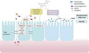 Advance On The Absorption Metabolism And Efficacy Exertion Of Quercetin And Its Important Derivatives Hai 2020 Food Frontiers Wiley Online Library