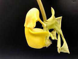 Image result for Polystachya galeata