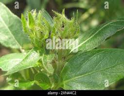 Image result for Justicia flava