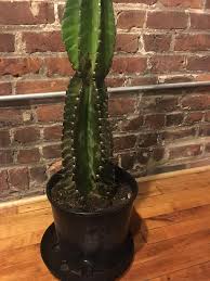 The kid has much toys, but he doesn't like to share. My Cereus Peruvianus Is Sick He Was All Healthy And Fine And I Noticed Today The Bottom Half Of Him Is All Brown Black I Ve Had Him For Almost 6 Months No Visible