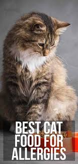 Pin On For My Four Legged Cats