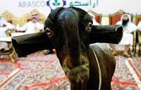 Damascene Goats are bred to extreme standards to produce undershot ...