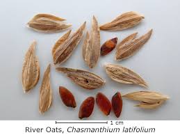 Image result for Chasmanthium latifolium