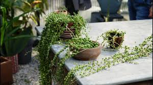 Toprak saksıların altına delik açabilirsiniz. Alti Delik Olmayan Saksilara Nasil Dikim Yapilir Labofem Youtube