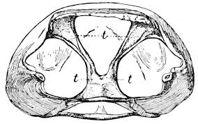 Irregular bones vary in shape and structure and therefore do not fit into any other category (flat, short, long, or sesamoid). The Project Gutenberg Ebook Of A Text Book Of Entomology By Alpheus S Packard