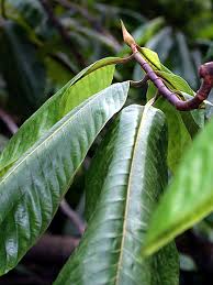 Image result for Triplaris americana