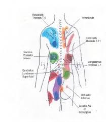 Trigger Point Referral Charts Copyright American Academy