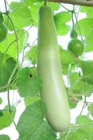 Image result for Lagenaria