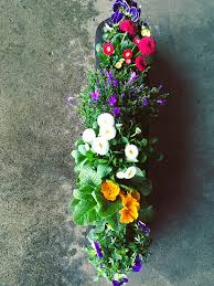 We did not find results for: Fruhlingsblumen Fruhlingspflanzen Fruhlingsblumen Pflanzen