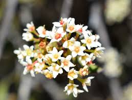 Image result for Gymnosporia matoboensis