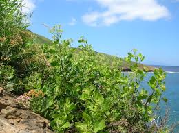 Image result for Pluchea