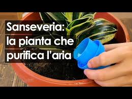 Purtroppo, le foglie delle piante d'appartamento col. Sanseveria Come Coltivare In Casa La Pianta Che Purifica L Aria Youtube