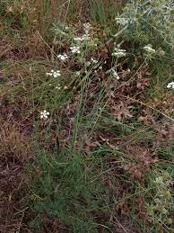 Image result for Afroligusticum