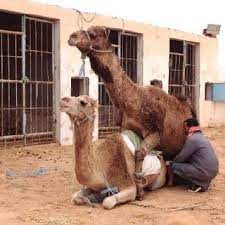 Welcome to the animal land a place where tia and tofu will show animal sounds for children to learn. Pdf Male Camel Behavior And Breeding Management Strategies How To Handle A Camel Bull During The Breeding Season