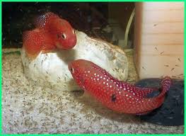 Ikan Siklid Termahal Afrika Snow White Indonesia Terindah Lemon Amerika Zebra Albino Adalah Harga Aquarium Aneka Biru Bandung Blue Bu Ikan Siklid Ikan Binatang