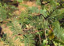 Image result for Adenopodia schlechteri