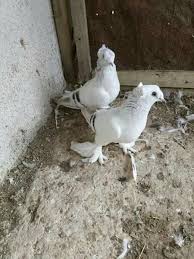 pin by ali ayden on pigeon turkesh weird birds birds animals pets