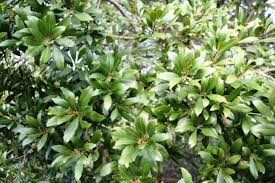 Maybe you would like to learn more about one of these? Ss Agr 326 Ag336 Wax Myrtle Biology And Control In Pastures