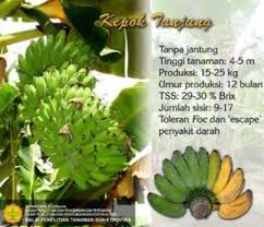 Check spelling or type a new query. Kepok Tanjung Jenis Pisang Kepok Unggul Tahan Terhadap Penyakit Layu Berita Pertanian Mitalom