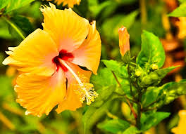 Check spelling or type a new query. How To Grow Hibiscus From Seed Stem Or Root