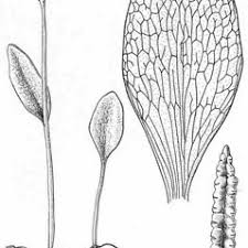 Image result for Ophioglossum thomasii