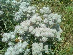 Maybe you would like to learn more about one of these? Fshati Siqec Rigoni I Bardhe ÙÙŠØ³Ø¨ÙˆÙƒ