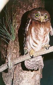 Bird That Sounds Like A Monkey At Night Jumbie Bird Pygmy Owl The Ferruginous Pygmy Owl Is The Smallest In Trinidad Measuring 6 1 2 Inches It Is Active Both Day And Night And Can Often Be Kleurboek
