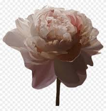 Overlays Tumblr Flower Art Aesthetic Brown Png Clipart 2435400 Pikpng See more ideas about png, aesthetic, mood boards. overlays tumblr flower art aesthetic