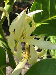 Its best used in asian or tropical themed gardens. Ttm My Favorite Flower Of All Michelia X Alba Syn Magnolia X Alba The Smell Is So Strong That It Can Be Felt From 50 Ft On Warm Evenings A Single