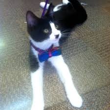 Image result for kitler