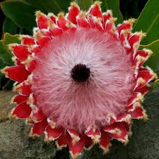 Image result for Protea rupestris