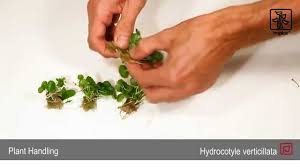 Image result for Hydrocotyle verticillata